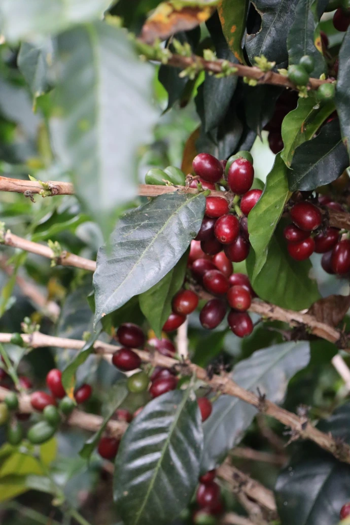 /café de spécialité