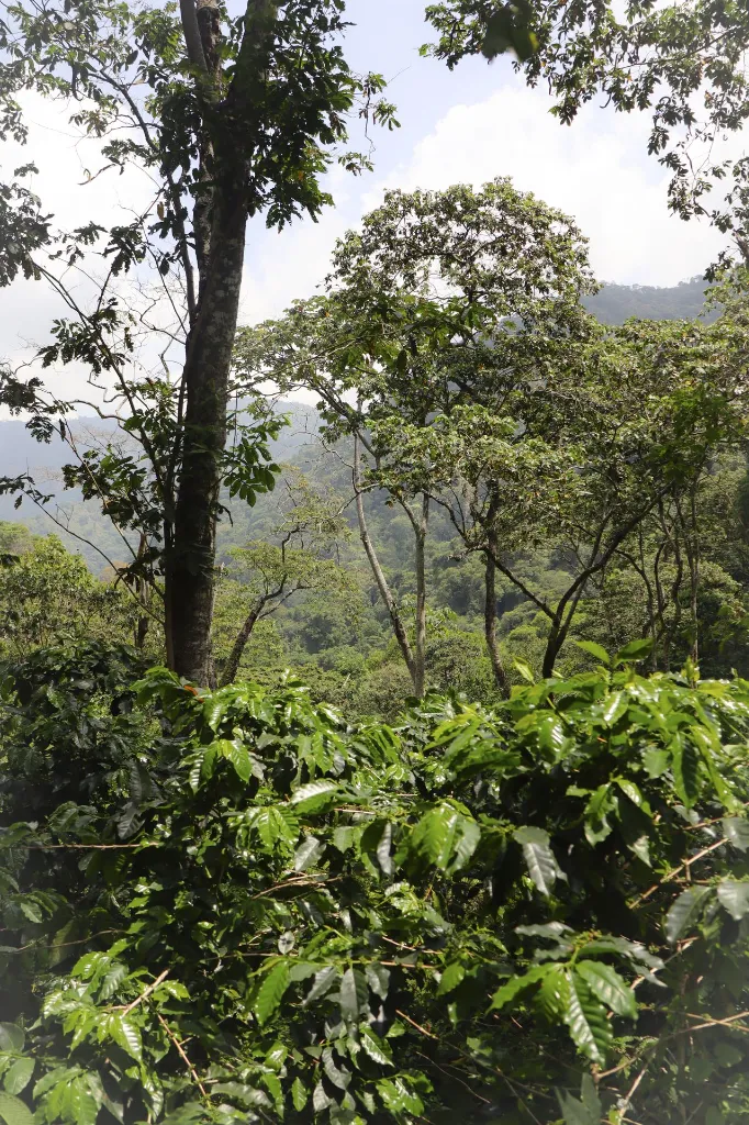 Mildred_forest.webp