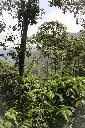 Mildred_forest.webp